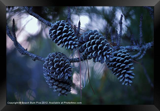 Pine Cones Framed Print by Beach Bum Pics