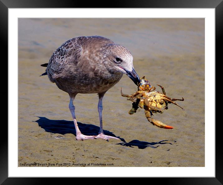 Seafood for Lunch Framed Mounted Print by Beach Bum Pics