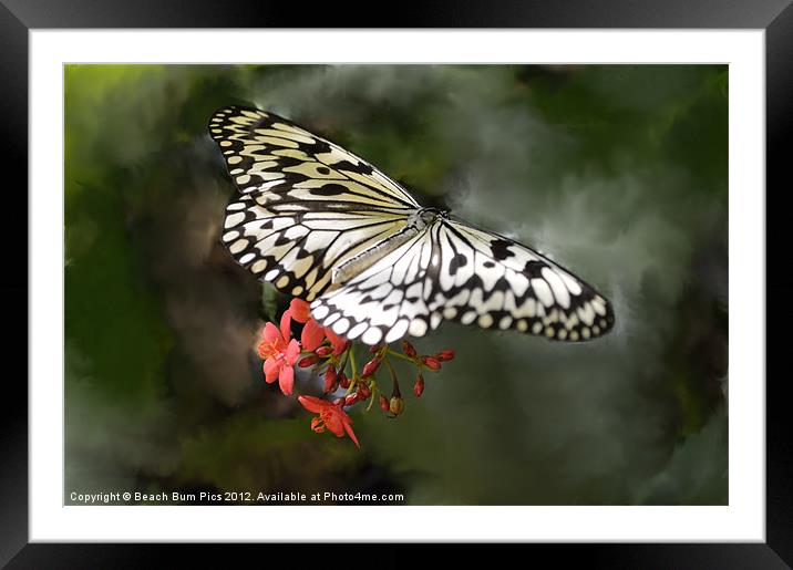 Paper Kite Butterfly Framed Mounted Print by Beach Bum Pics