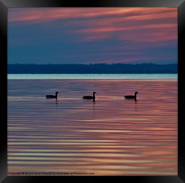 Ducks in a Row Framed Print by Beach Bum Pics