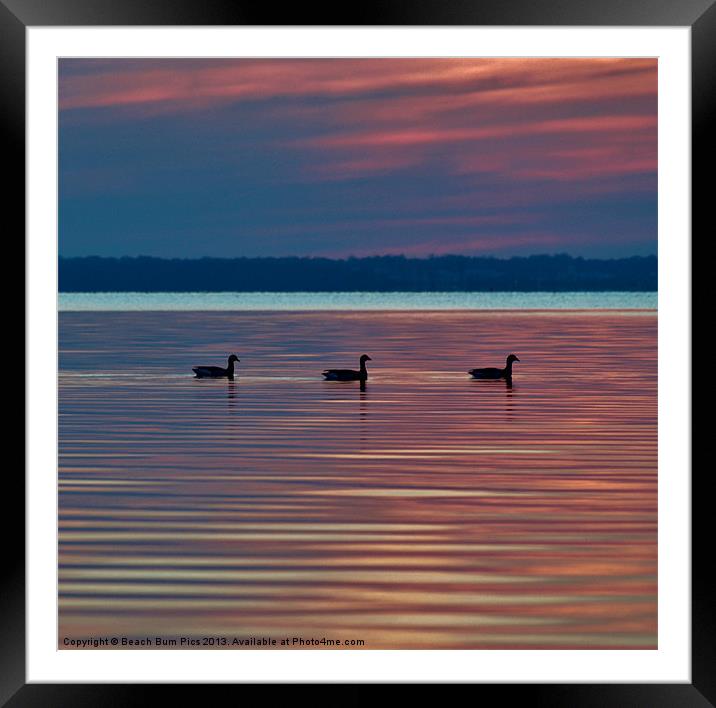 Ducks in a Row Framed Mounted Print by Beach Bum Pics