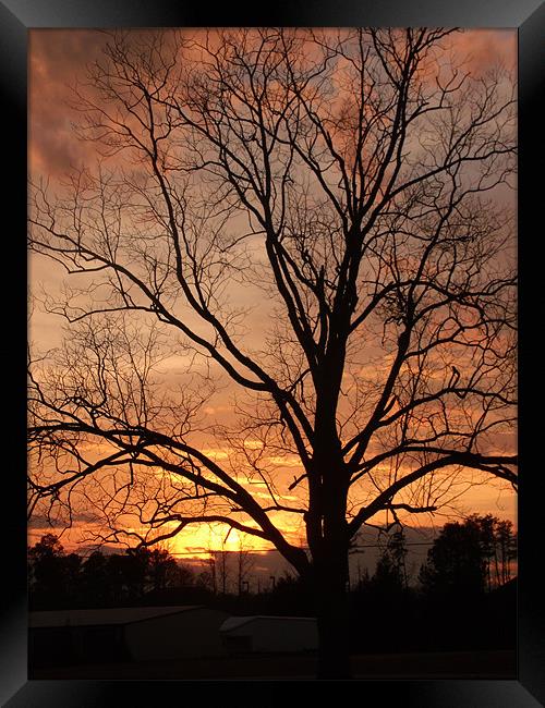 Sunset behind The Tree Framed Print by Elizabeth Boone