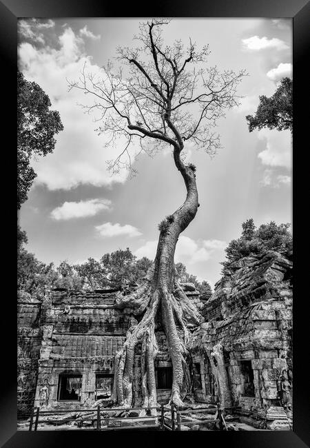 Ta Prohm Tree Framed Print by Jed Pearson