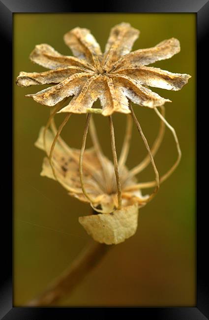 Remnant of Summer Framed Print by Jed Pearson