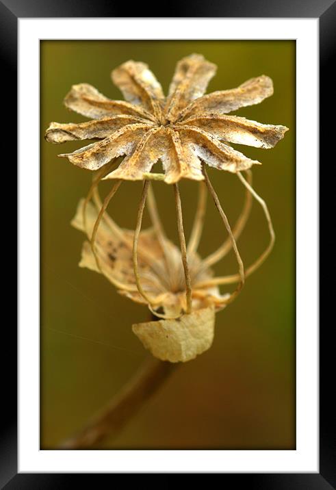 Remnant of Summer Framed Mounted Print by Jed Pearson