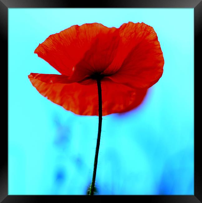 Red Poppy Framed Print by Jed Pearson