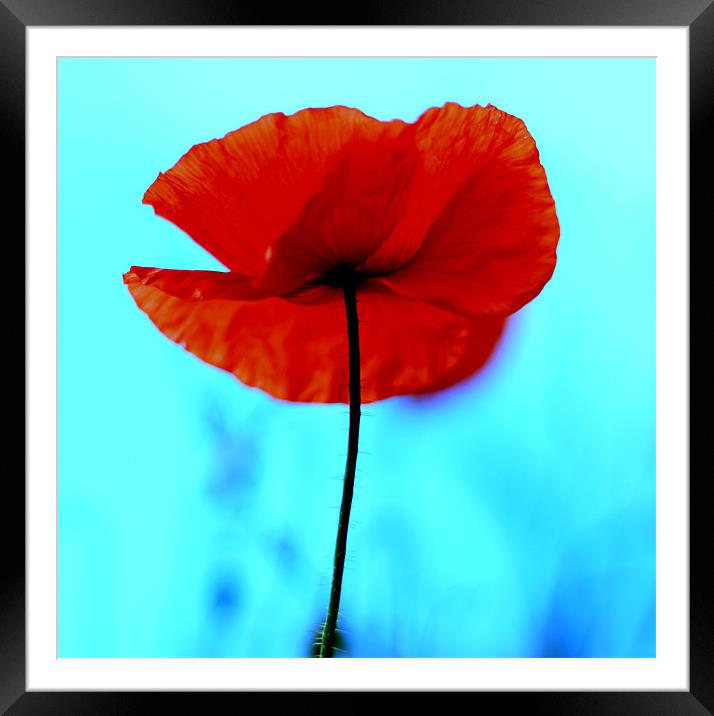 Red Poppy Framed Mounted Print by Jed Pearson