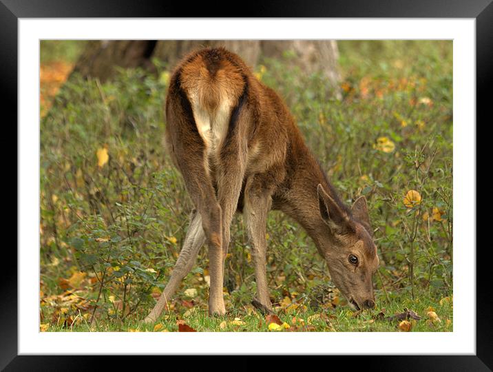 Doe Eyed Framed Mounted Print by Jed Pearson