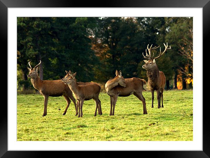 Meet the Family Framed Mounted Print by Jed Pearson