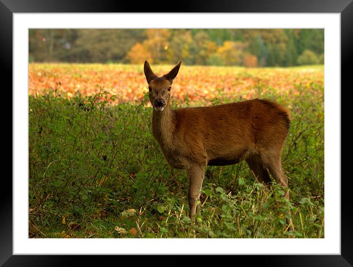 Red Deer Hind Framed Mounted Print by Jed Pearson