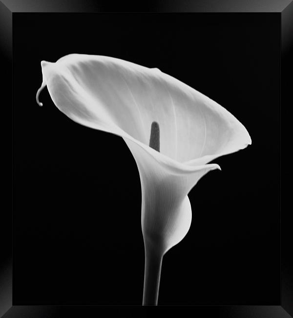Calla Lily Framed Print by Jed Pearson