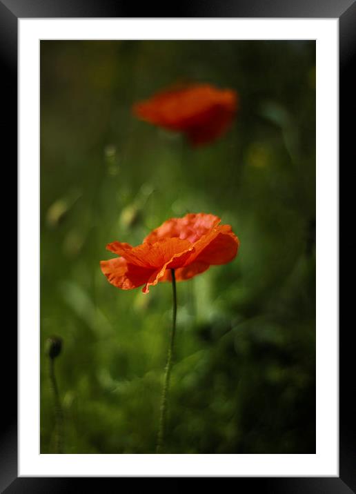 Flanders Poppy Framed Mounted Print by Jed Pearson