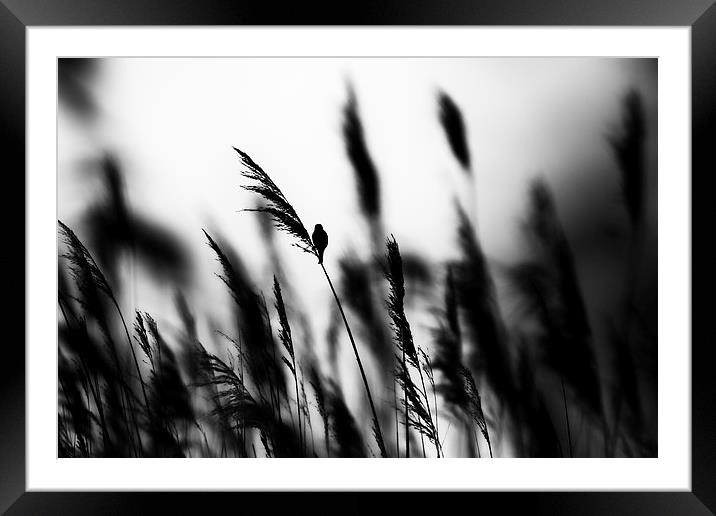 In the long grass  Framed Mounted Print by Jed Pearson