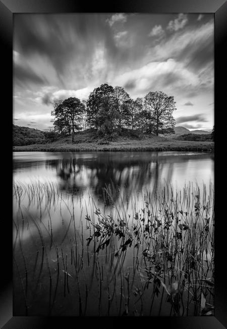 Trees at Elterwater Framed Print by Jed Pearson