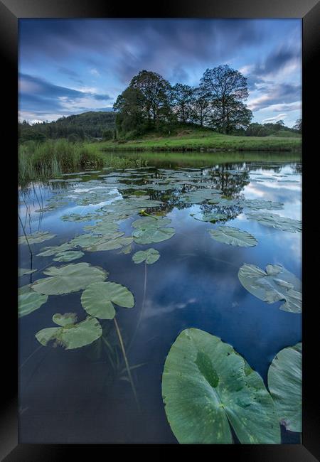 Lily pads and reflections Framed Print by Jed Pearson