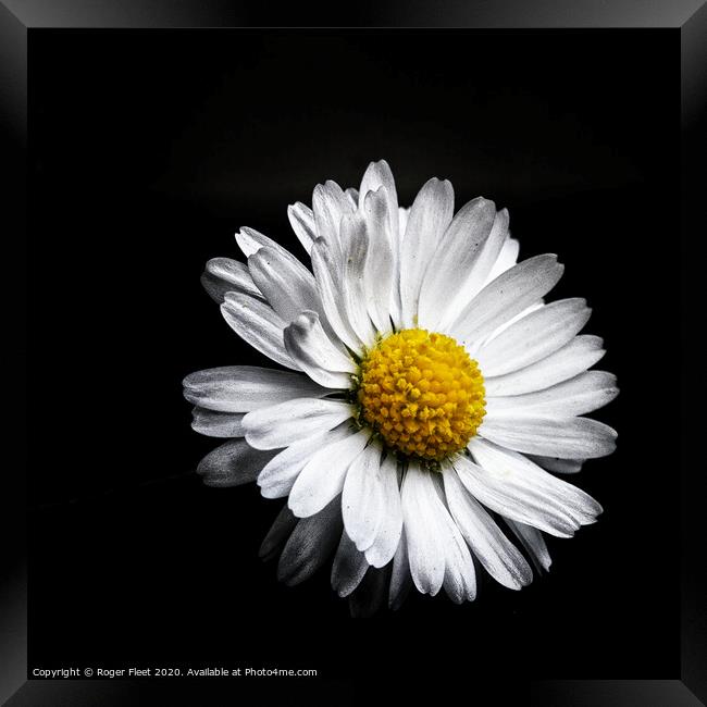 Daisy on Black Framed Print by Roger Fleet