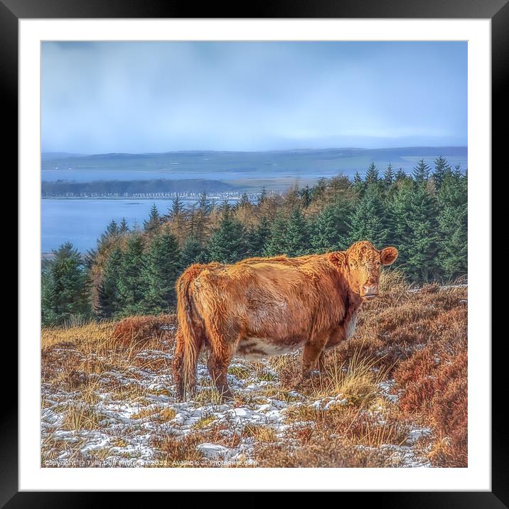 Hamish The Highland Cow Framed Mounted Print by Tylie Duff Photo Art