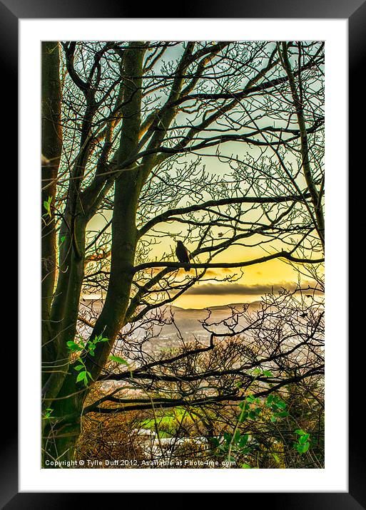 Bird in Tree at Dusk (2) Framed Mounted Print by Tylie Duff Photo Art