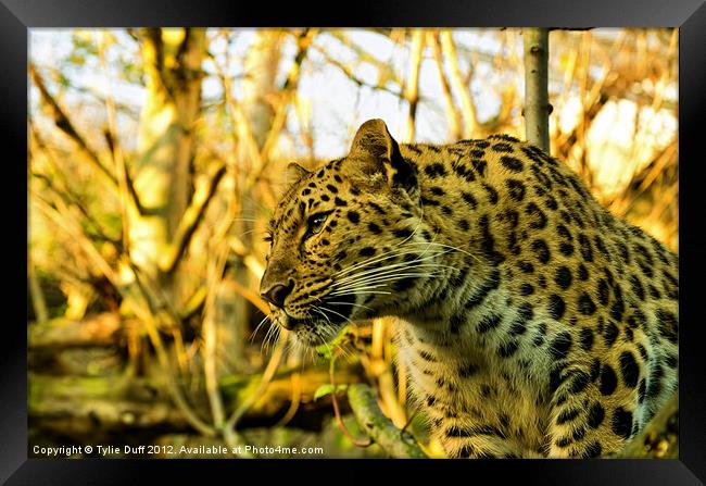 Leopard at Edinburgh Zoo (2) Framed Print by Tylie Duff Photo Art