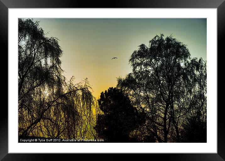 Sunset at Edinburgh Zoo Framed Mounted Print by Tylie Duff Photo Art