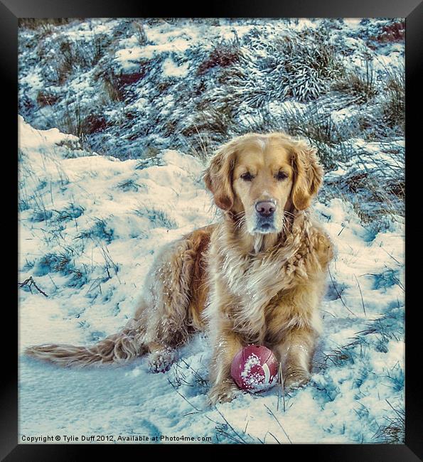 Golden Retriever in the Snow Framed Print by Tylie Duff Photo Art