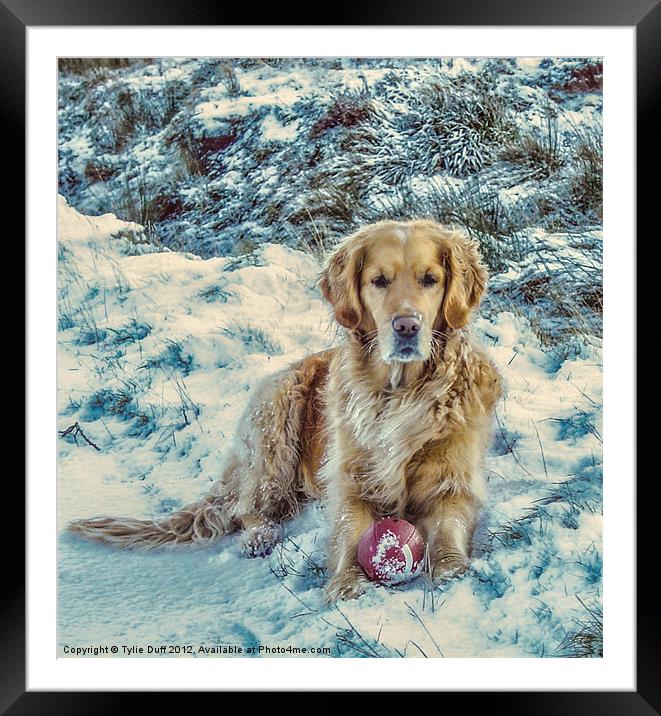 Golden Retriever in the Snow Framed Mounted Print by Tylie Duff Photo Art