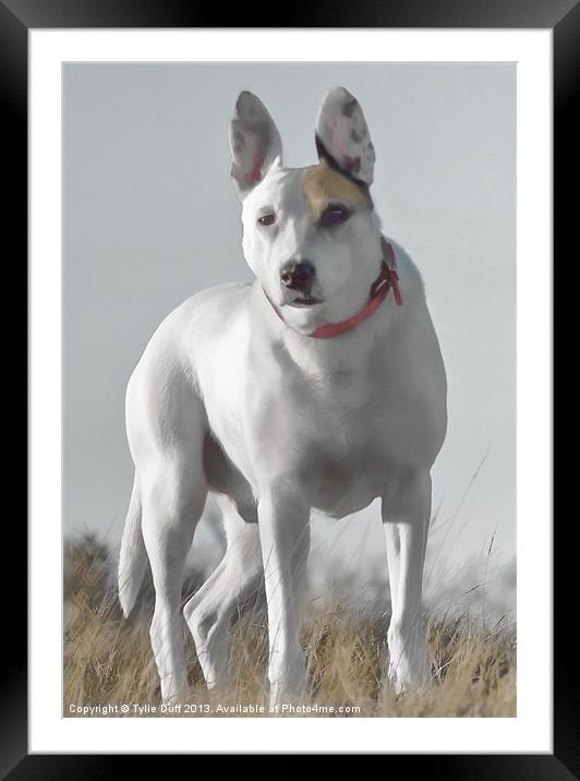 English Bull Terrier Cross Framed Mounted Print by Tylie Duff Photo Art