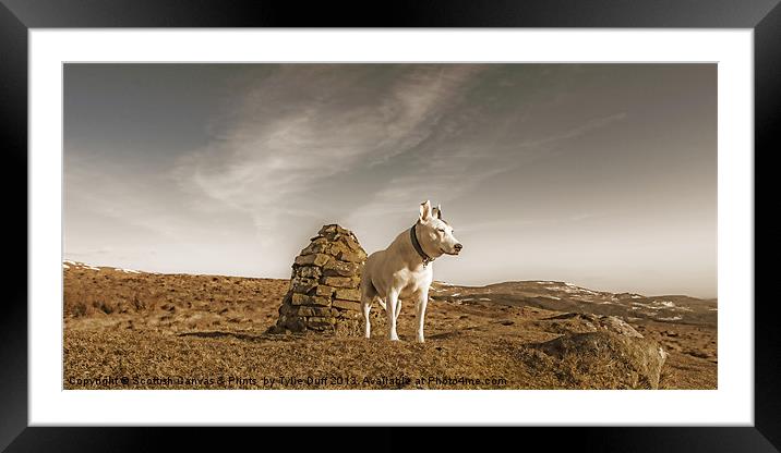 A Dogs View Framed Mounted Print by Tylie Duff Photo Art