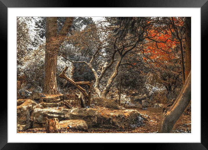 Woodland Grotto,Rosshall Park, Glasgow Framed Mounted Print by Tylie Duff Photo Art