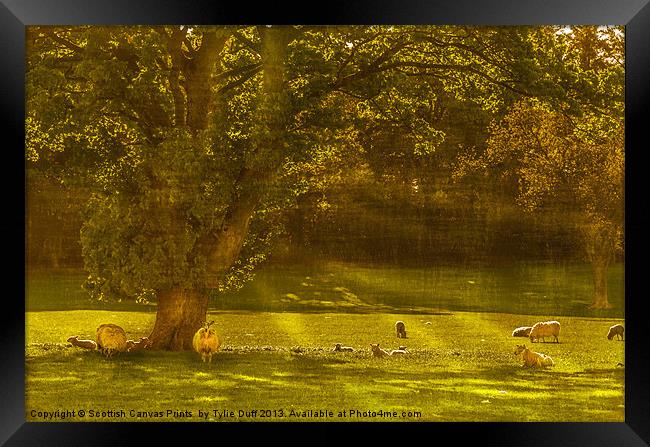 Pastoral Scene with Sheep Framed Print by Tylie Duff Photo Art