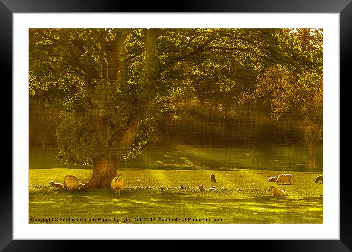Pastoral Scene with Sheep Framed Mounted Print by Tylie Duff Photo Art