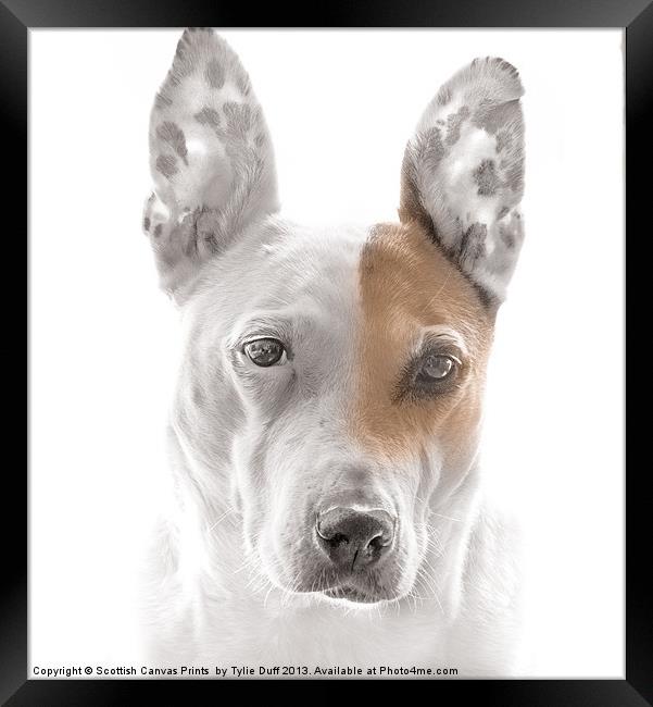 Dog in Contemplation Framed Print by Tylie Duff Photo Art