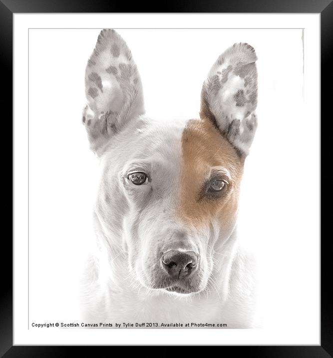 Dog in Contemplation Framed Mounted Print by Tylie Duff Photo Art