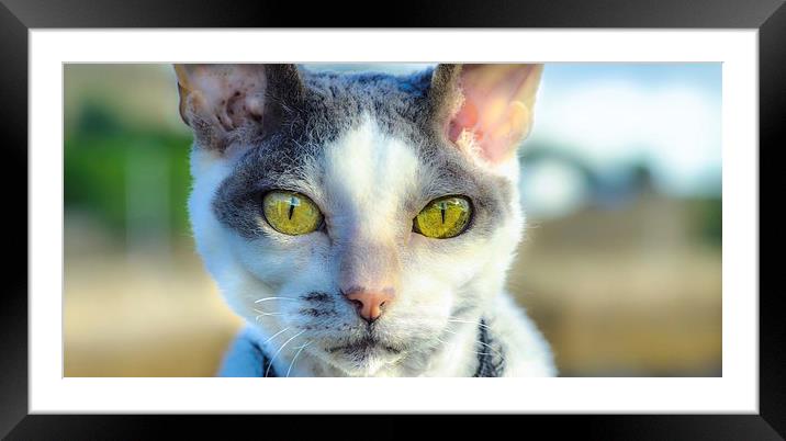 Cats Eyes Framed Mounted Print by Tylie Duff Photo Art