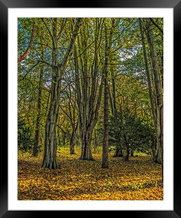 Autumn in the Woods at Rosshall Park, Glasgow Framed Mounted Print by Tylie Duff Photo Art