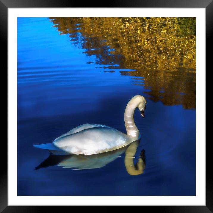 Swan Framed Mounted Print by Tylie Duff Photo Art
