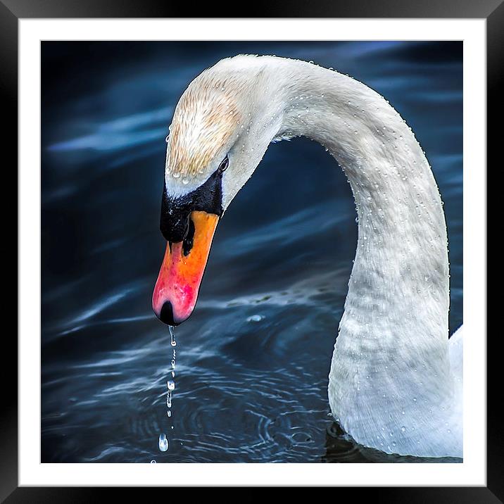 Swan Framed Mounted Print by Tylie Duff Photo Art