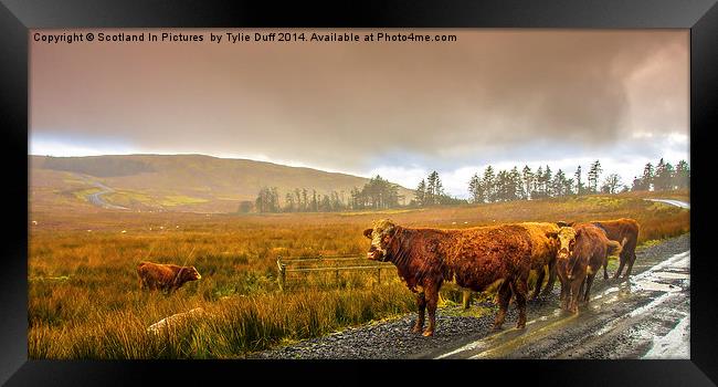 Drookit Coos Framed Print by Tylie Duff Photo Art
