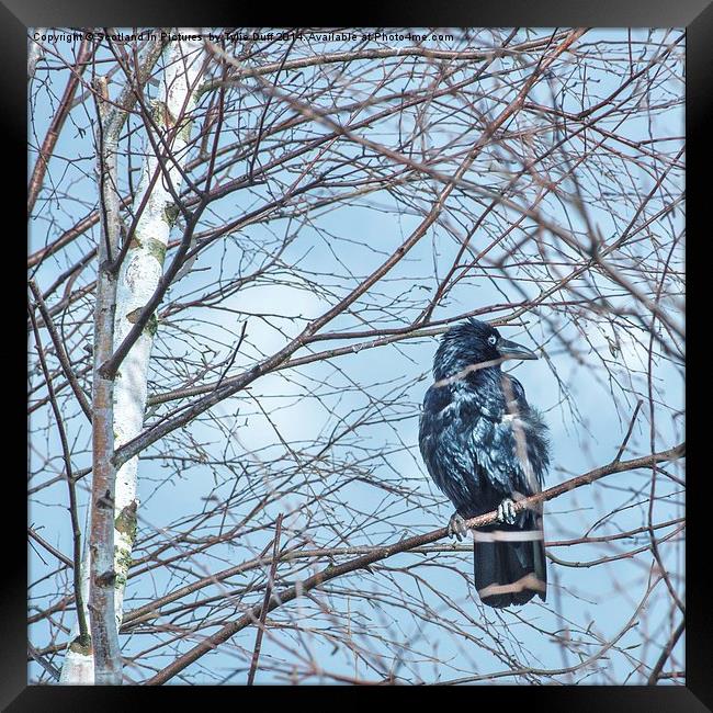 Raven (Corvus Corax) Framed Print by Tylie Duff Photo Art