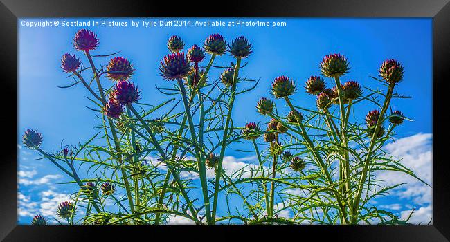  Scotland The Brave Framed Print by Tylie Duff Photo Art