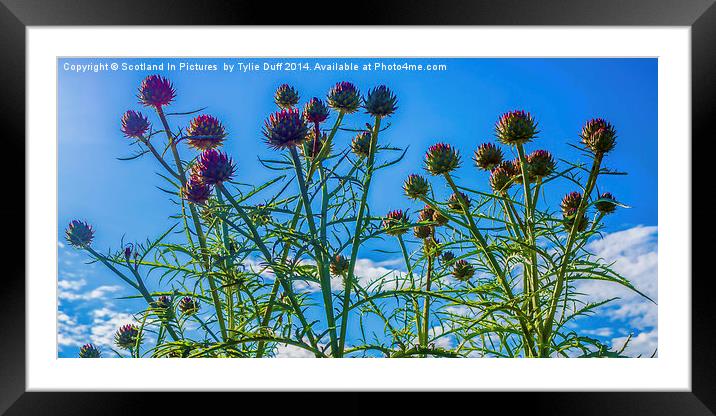  Scotland The Brave Framed Mounted Print by Tylie Duff Photo Art