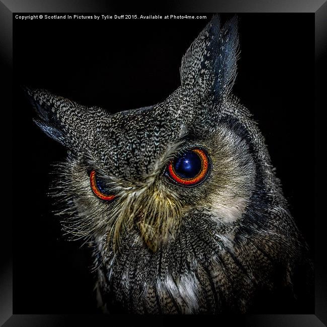  Long Eared Owl Framed Print by Tylie Duff Photo Art