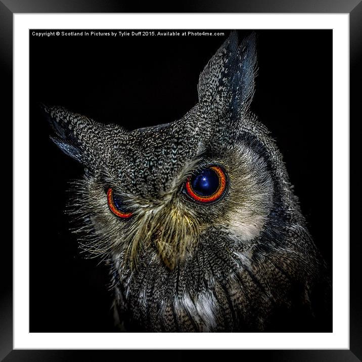  Long Eared Owl Framed Mounted Print by Tylie Duff Photo Art