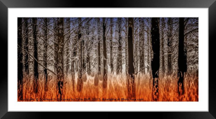 The Burnt Trees of Torridon Framed Mounted Print by Tylie Duff Photo Art