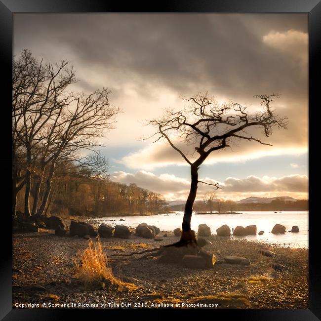 The Lone  Tree At Milarrochy Bay,Loch Lomond Framed Print by Tylie Duff Photo Art