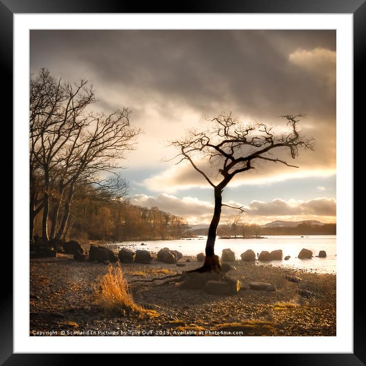 The Lone  Tree At Milarrochy Bay,Loch Lomond Framed Mounted Print by Tylie Duff Photo Art