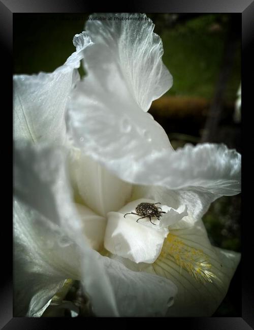 Iris with beetle Framed Print by Philip Teale