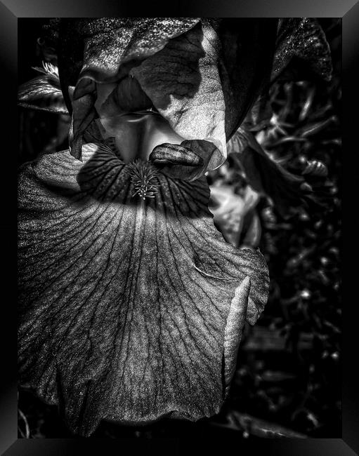 Iris monochrome Framed Print by Philip Teale
