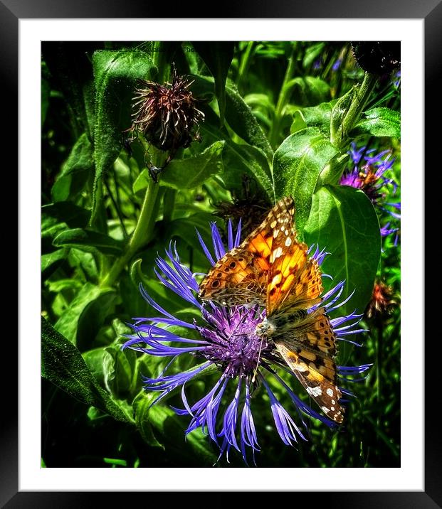 Butterflies on cornflower Framed Mounted Print by Philip Teale
