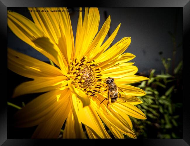 bee on sunflower Framed Print by Philip Teale